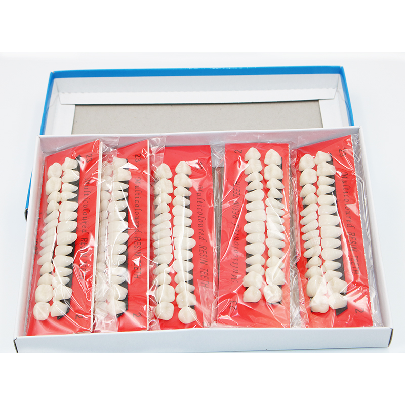 Model Kit Tools - 10 zestawów dentystycznych plastikowych modeli zębów